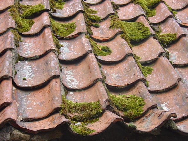 moss on leaky tile roof