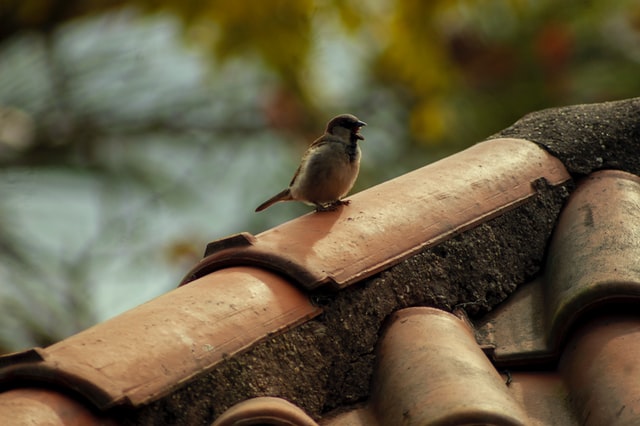 bird on tile roof
